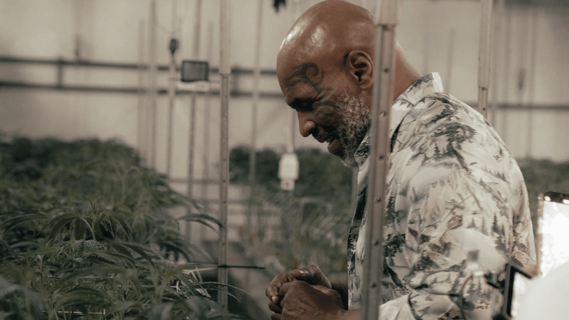 Mike Tyson's cannabis brand coming to Mississippi - SuperTalk Mississippi - Vimarsana News