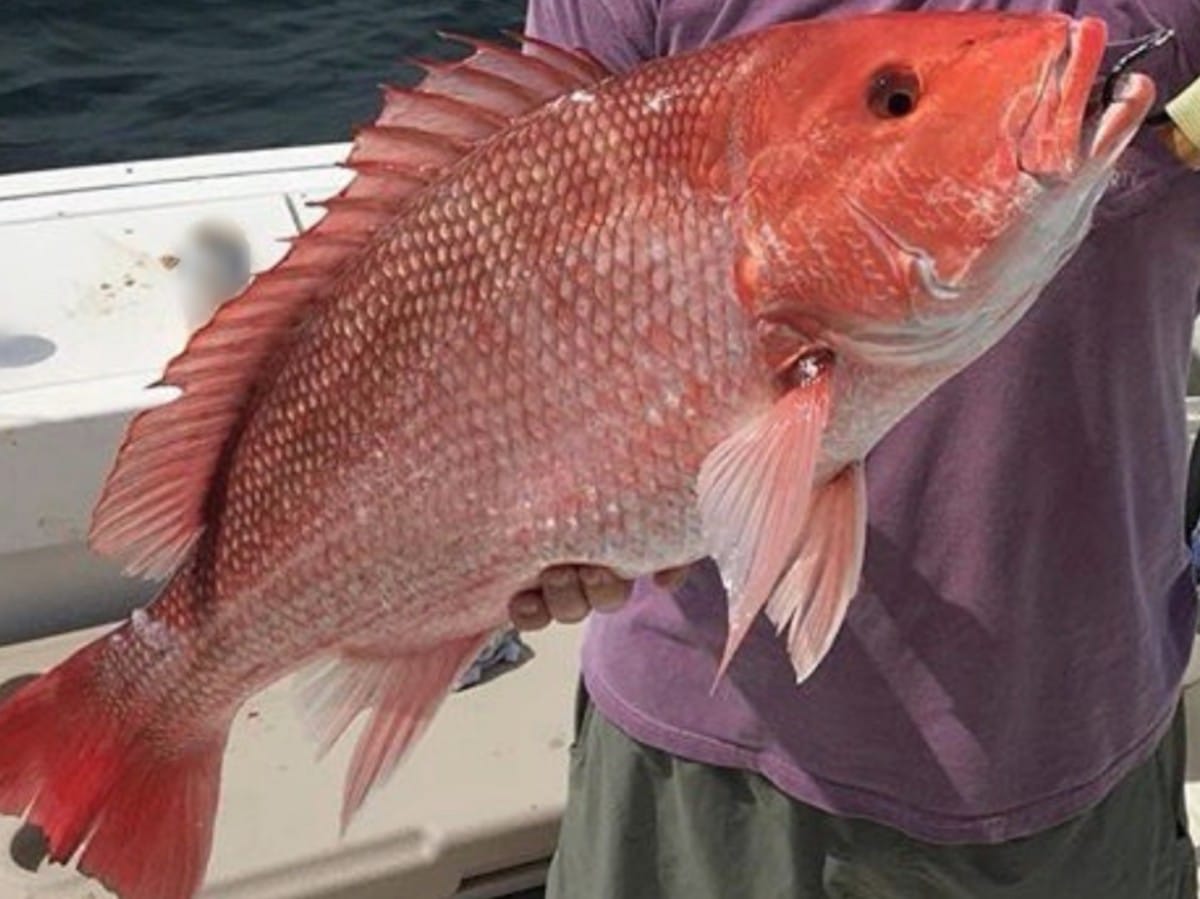 Red Drum & Red Snapper seasons open SuperTalk Mississippi