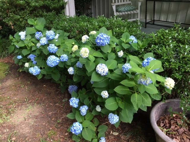 flower, plant, plants, flowers, purple, white, blue, pot, green, outdoors, garden, patio