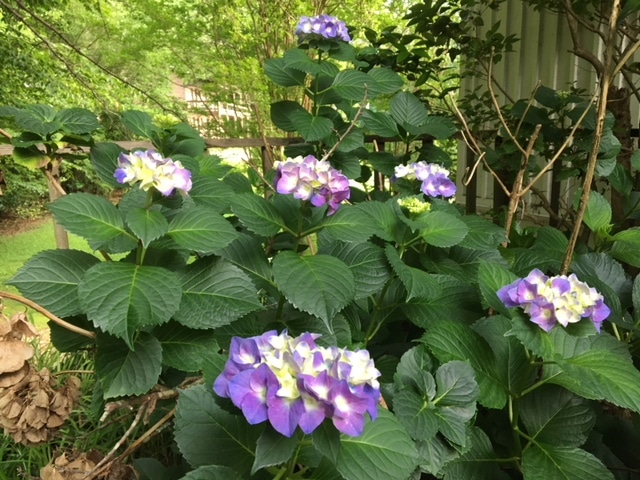 flower, plant, plants, flowers, purple, blue, white, green