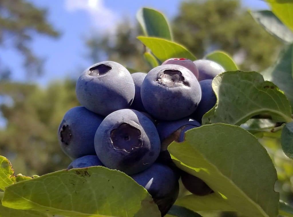 Bill naming blueberry official state fruit heads to governor's desk