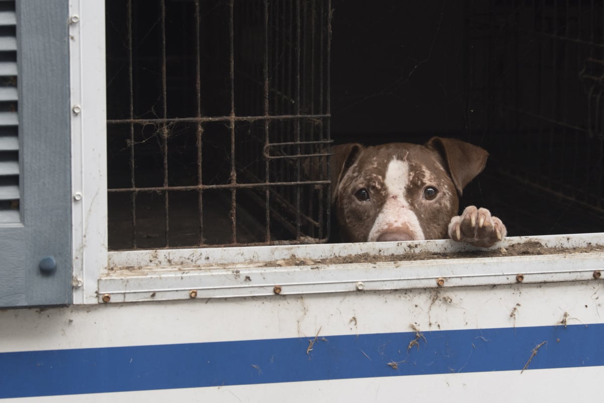 Couple charged in Jones County animal abuse case - SuperTalk Mississippi Couple charged in Jones County animal abuse case - SuperTalk Mississippi