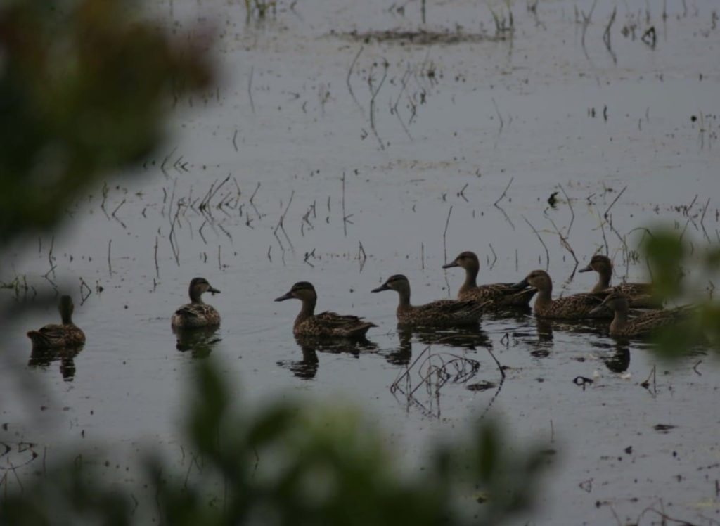 Teal season now open SuperTalk Mississippi