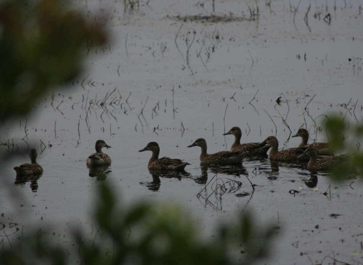 Changes to WMA waterfowl draw hunts for 202021 season SuperTalk