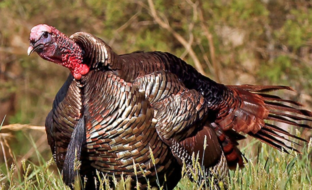 What to know before going turkey hunting in Mississippi this spring - Vimarsana News