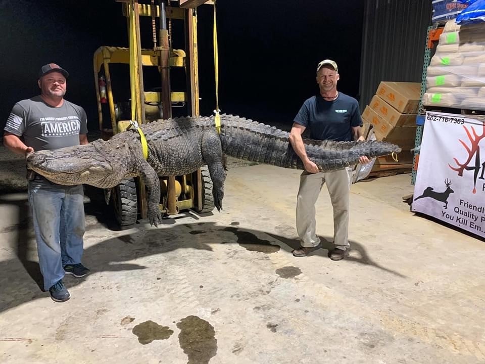 mississippi alligator hunting