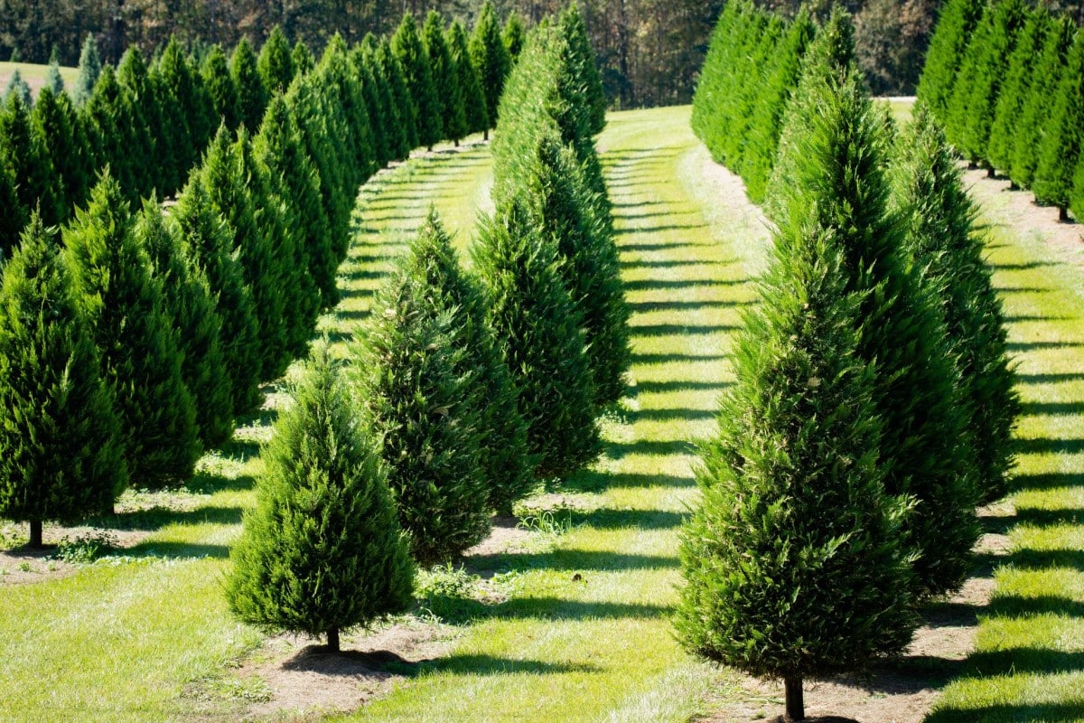 Your Mississippi forecast for Friday, December 19