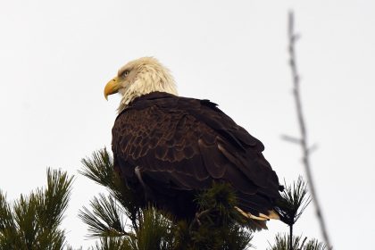 Eagle