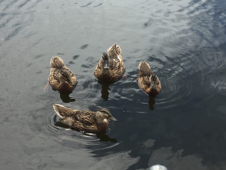 Ducks Wildlife Outdoors