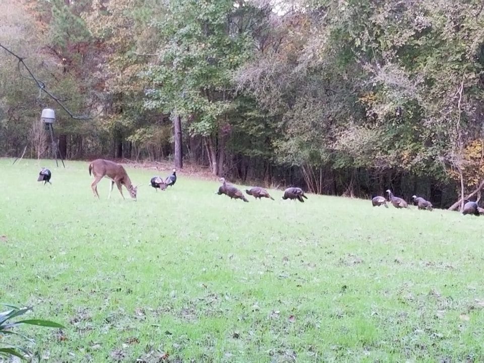 Deer Wildlife Outdoors Hunting