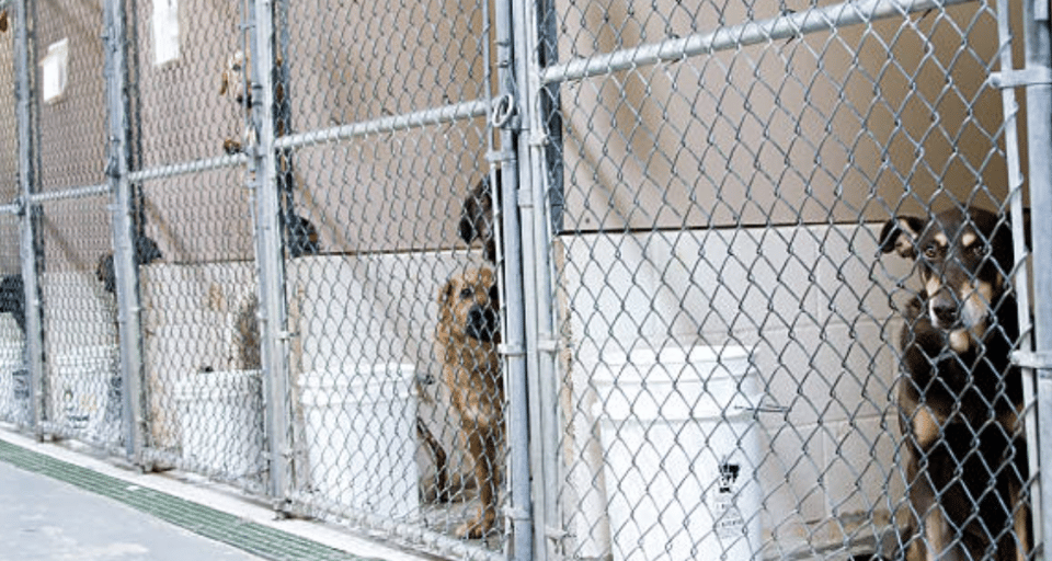 Mississippi has one of the worst pet shelter save rates: study - SuperTalk  Mississippi