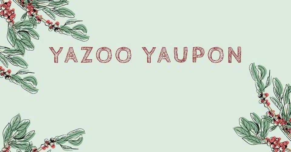 Yazoo Yaupon