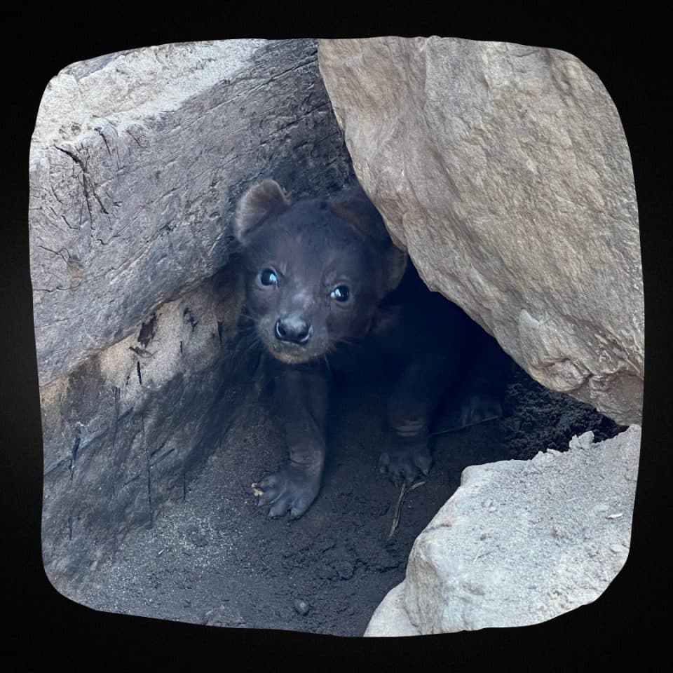 Baby Hyena