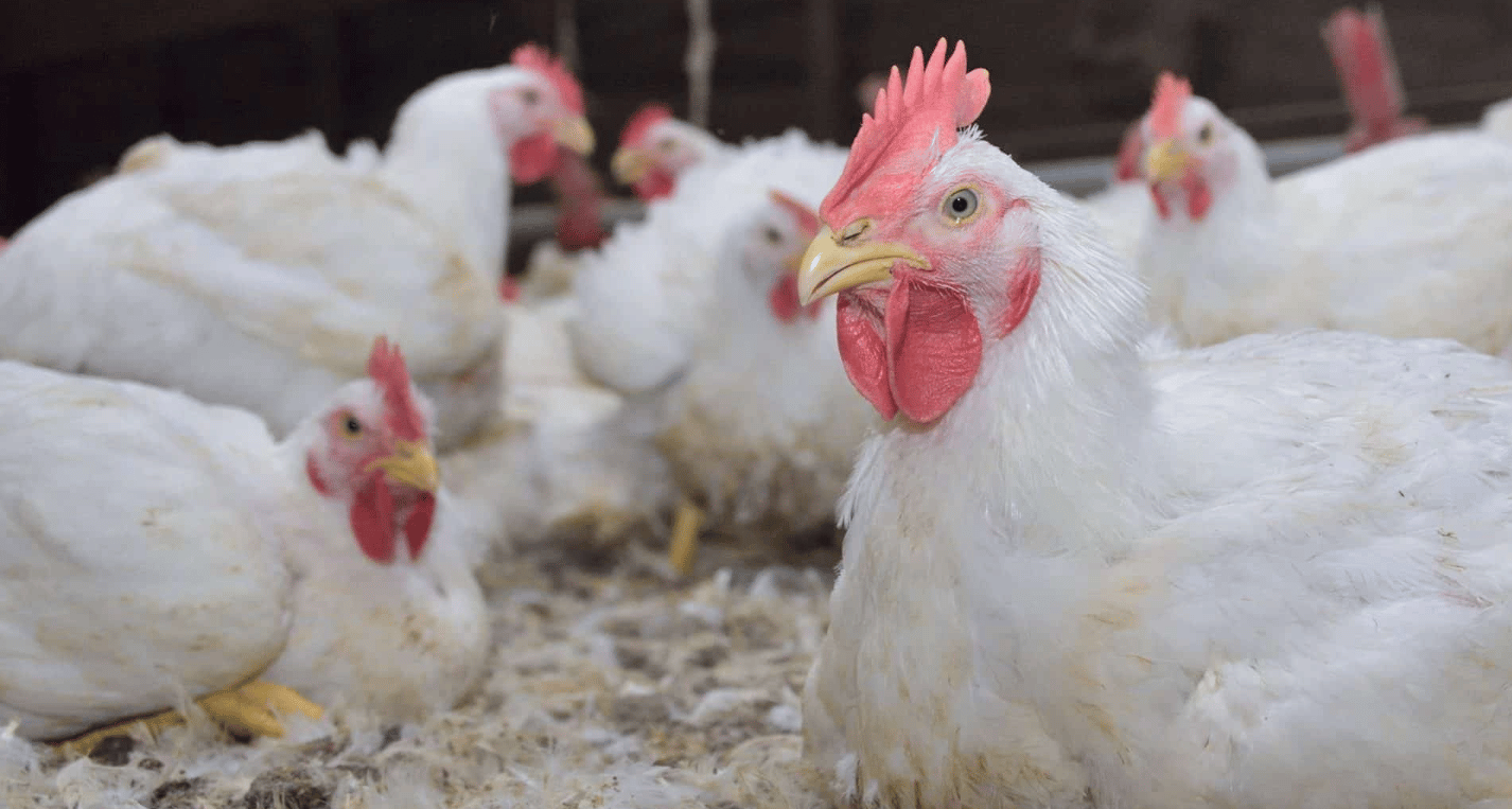 Mississippi’s first bird flu case of 2026 reported in Amite County