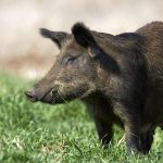 Wild Hog