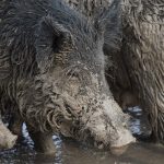 Wild Hogs