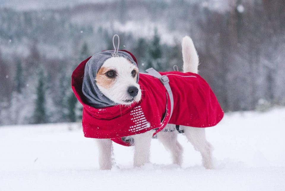 Mississippi Animal Rescue League advises outdoor pet safety amid extreme conditions - SuperTalk Mississippi Mississippi Animal Rescue League advises outdoor pet safety amid extreme conditions - SuperTalk Mississippi