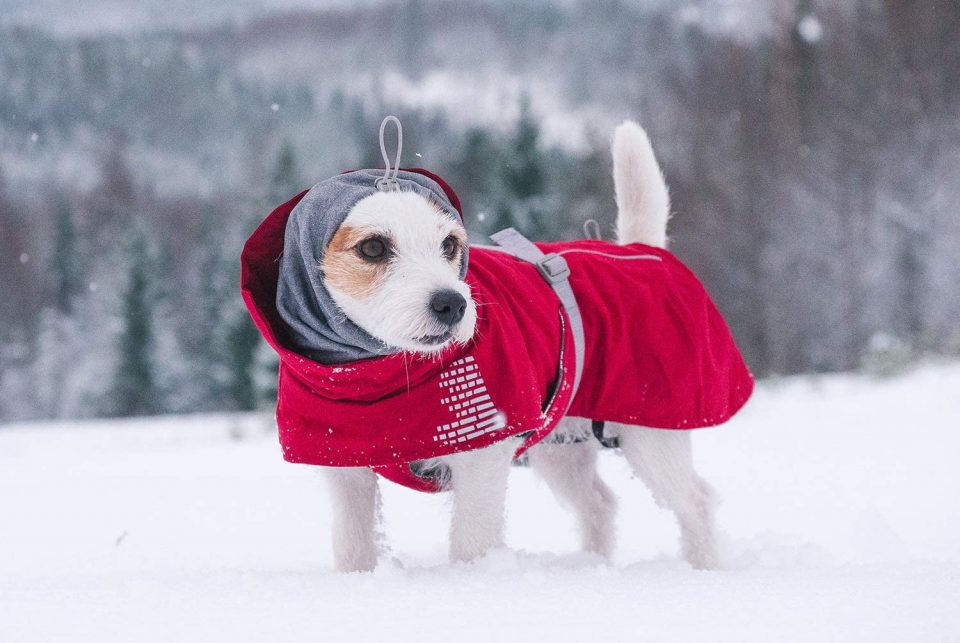 Dog in snow