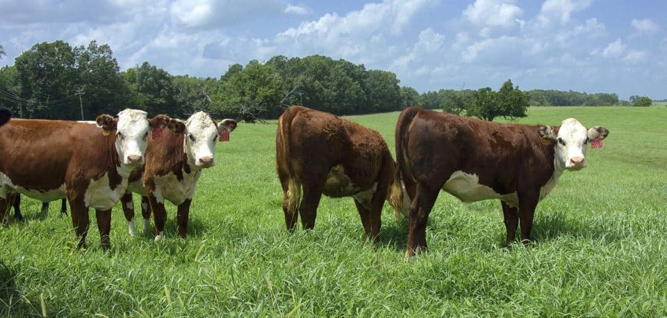 Mississippi cattle