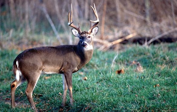 Mississippi white-tailed deer