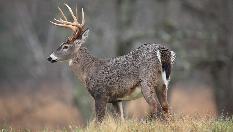 White-tailed deer