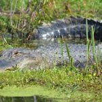 Alligator