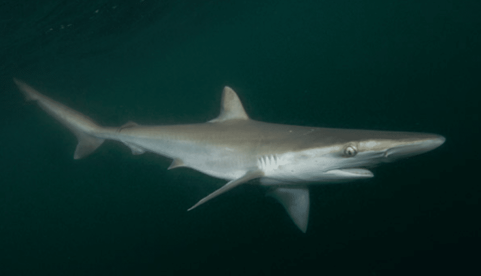Shark expert explains sightings along Gulf Coast SuperTalk Mississippi
