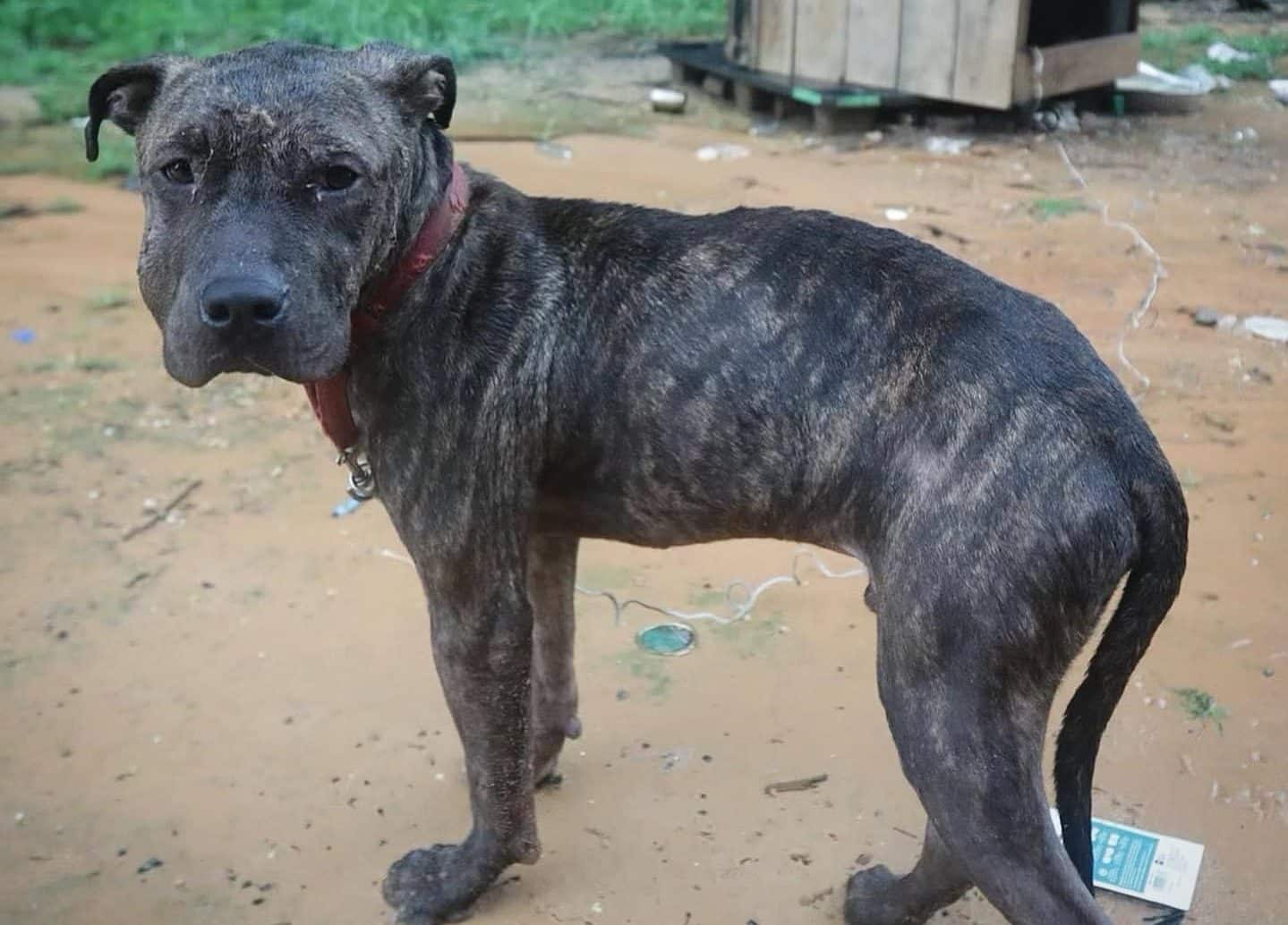 2 arrested for animal cruelty after 71 neglected dogs rescued in Newton County - Vimarsana News