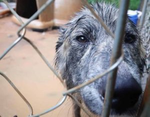rescued dog