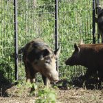 wild hog