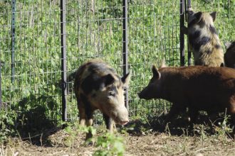 wild hog