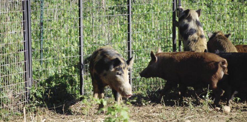 wild hog