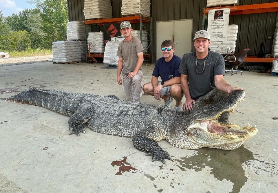 Record-breaking alligator