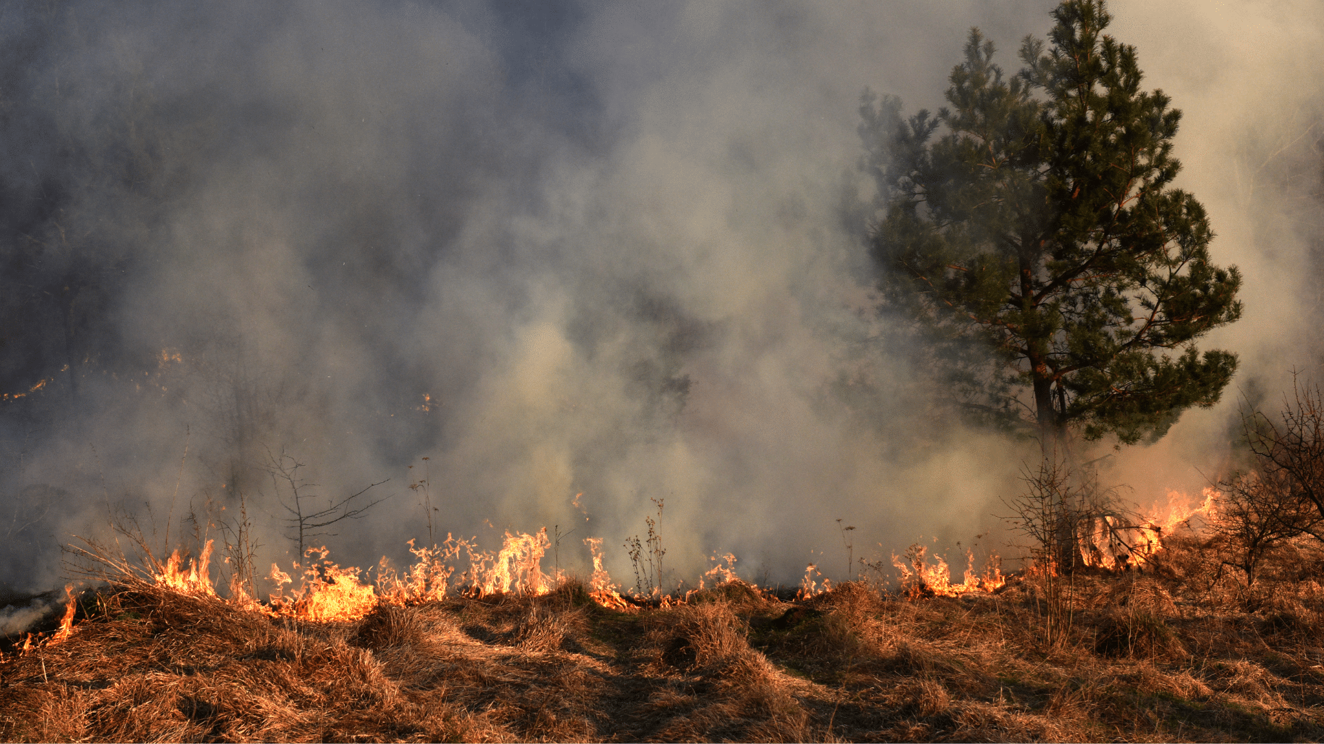 70-acre wildfire contained in Simpson, Smith counties - SuperTalk Mississippi - Vimarsana News