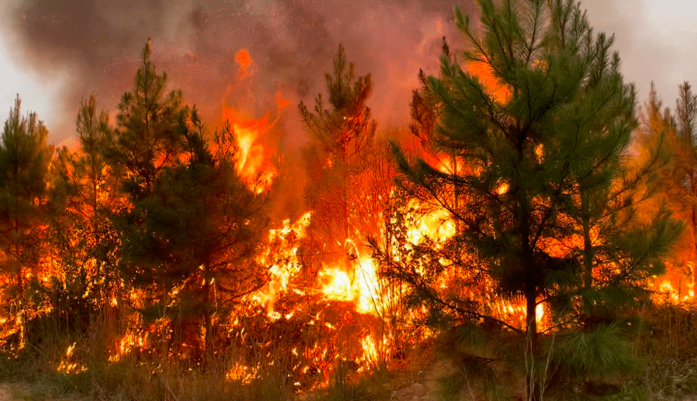 Over 1,000 wildfires reported as Mississippi's burn ban continues - Vimarsana News