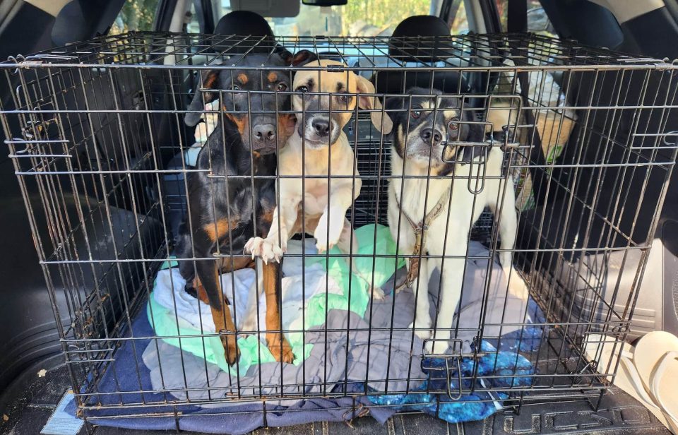Rescued dogs