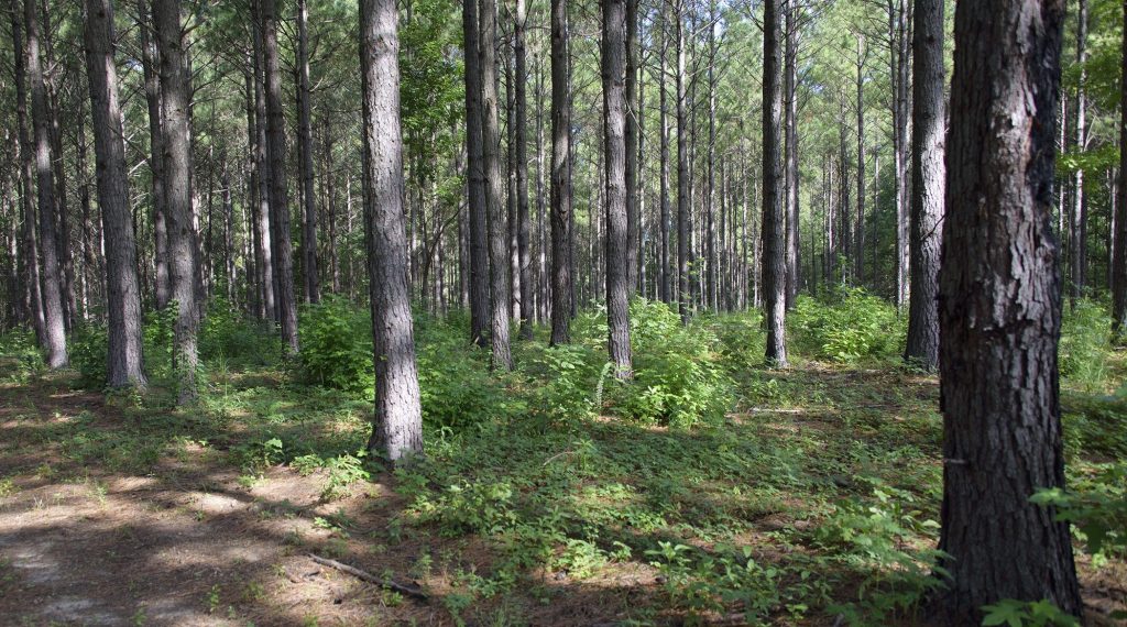 Investigation underway after hunter discovers possible human remains in Lincoln County - Vimarsana News