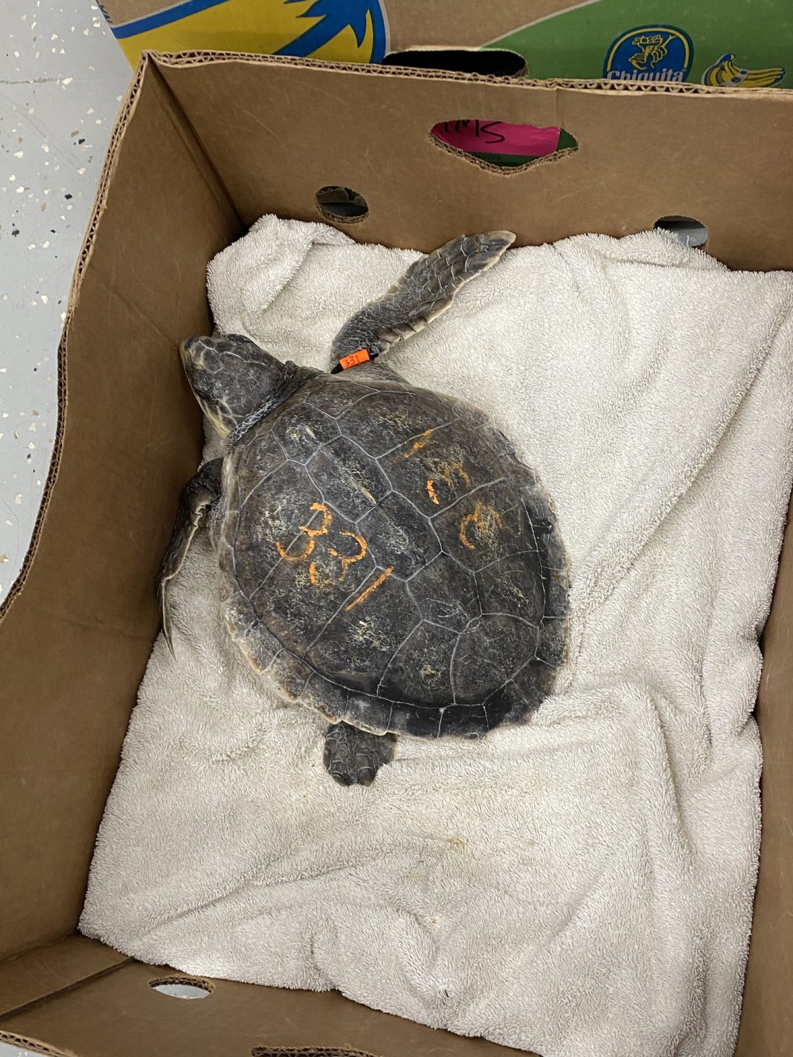 IMMS receives 30 cold-stunned Kemp's ridley sea turtles - SuperTalk ...