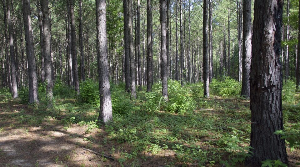 Investigation underway after human remains found in Carroll County ...