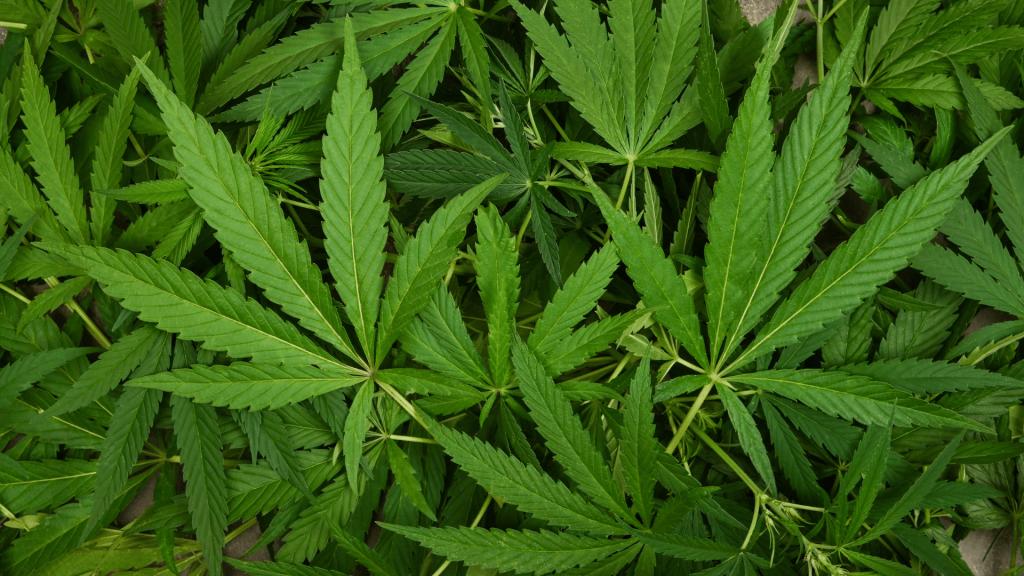 More than 1,000 pounds of marijuana seized in Lauderdale County traffic ...