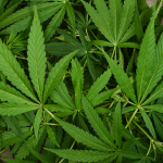 Marijuana