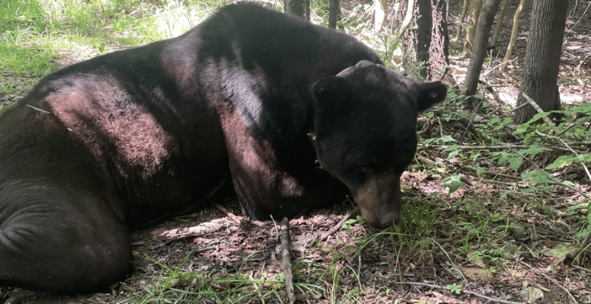 Black bear