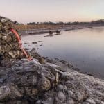 Oyster reef