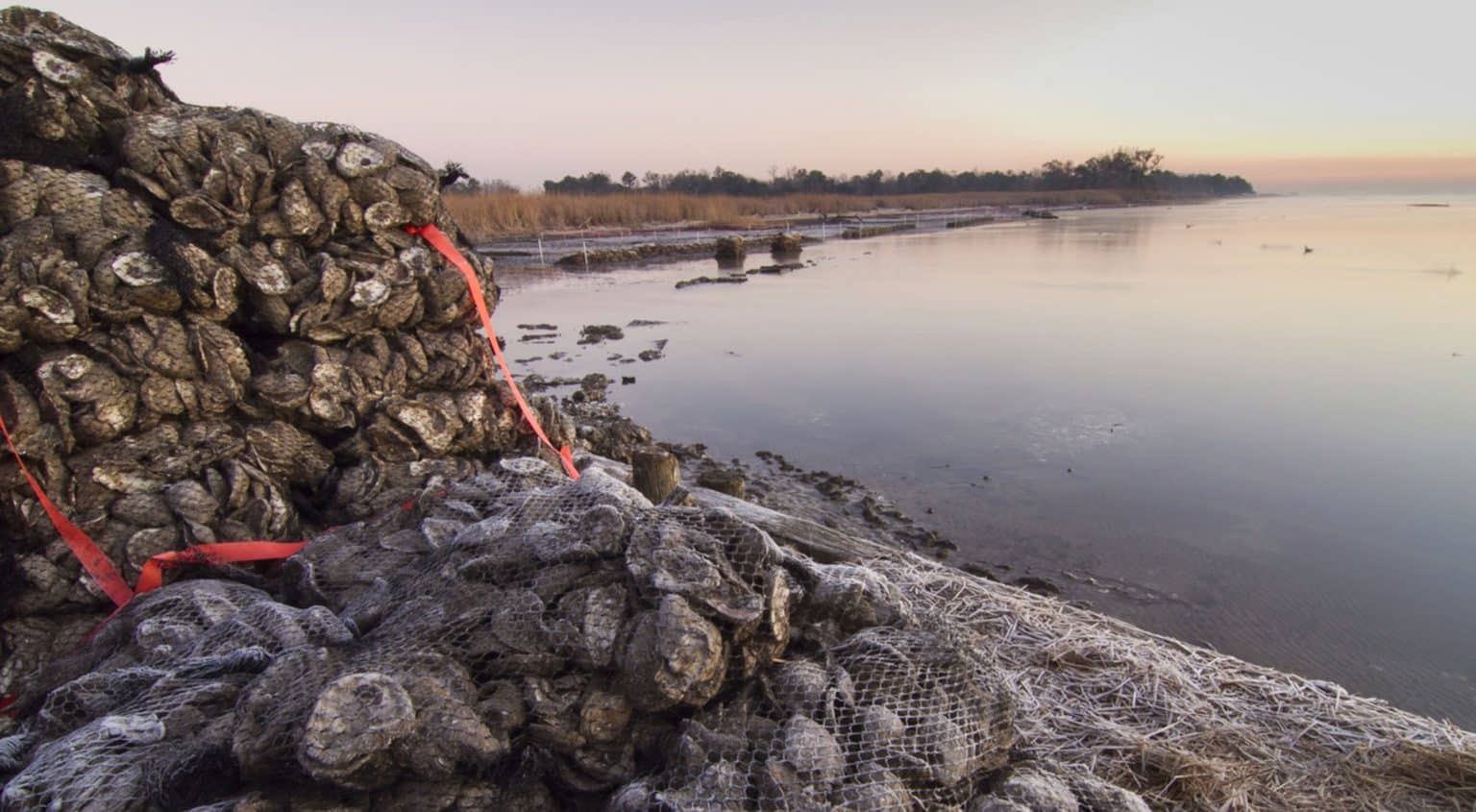 Oyster reef