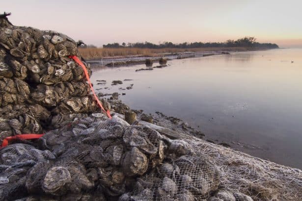Oyster reef