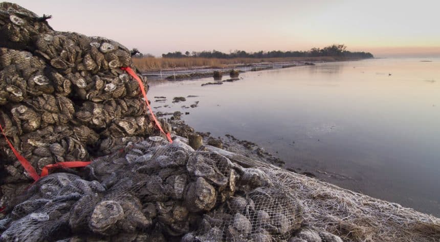 Oyster reef