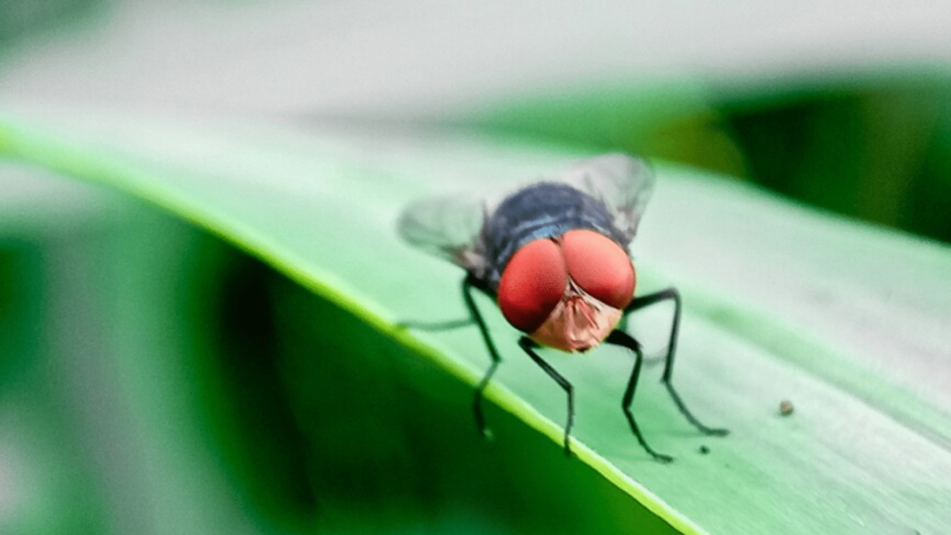 Flesh-eating fly species eradicated from U.S. 60 years ago could be returning