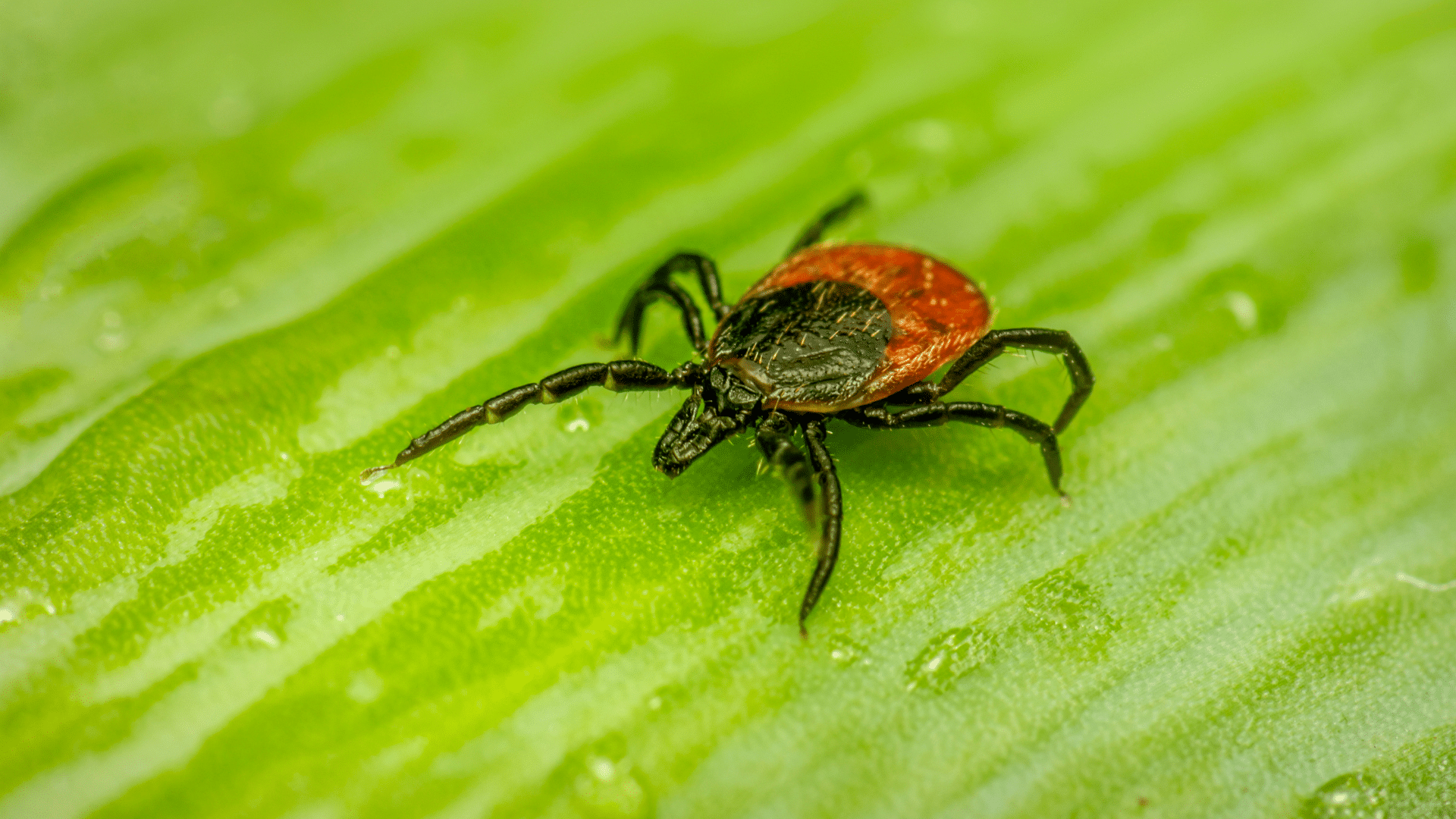 Alpha-gal, tick illness risks rise in Mississippi