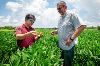 Mississippi State weed killer