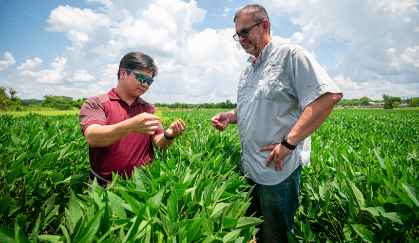 Mississippi State weed killer